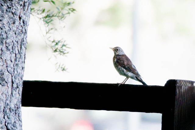 �m�n���c�O�~�@Fieldfare