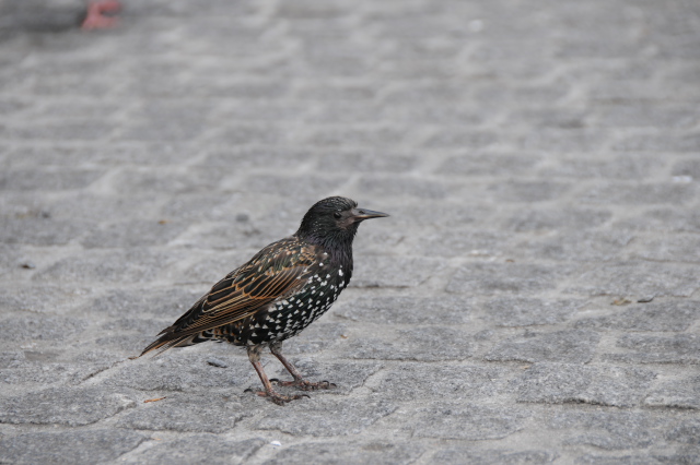 �z�V���N�h��