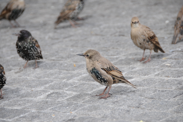 �z�V���N�h��